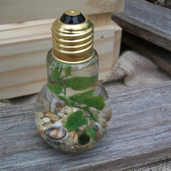 lightbulb single marimo jar with tan gravel