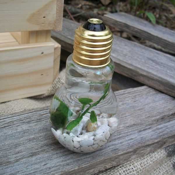 lightbulb single marimo jar with white gravel